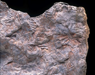 Fossilised tree imprints