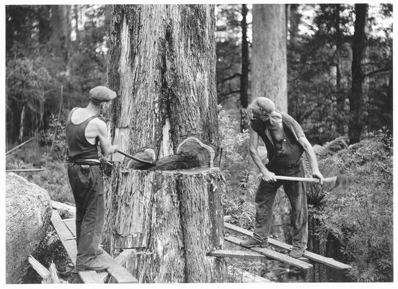 Two men tree felling with axes