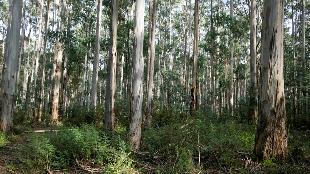 Trees in Toolangi State Forest