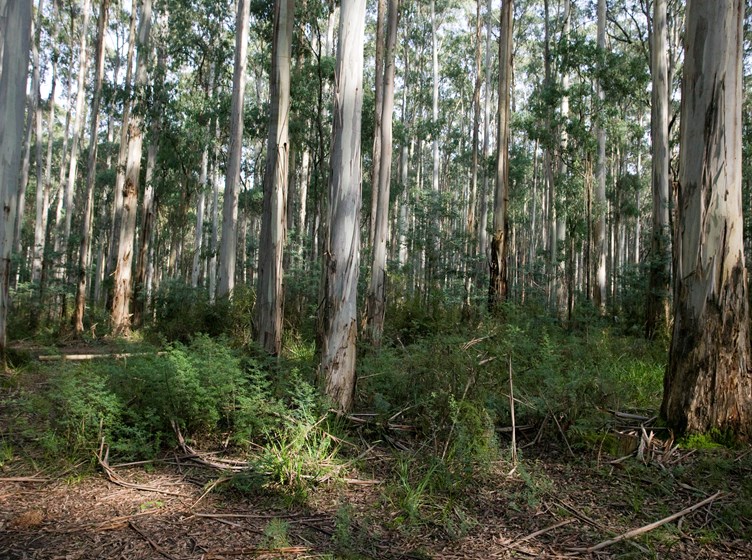 Trees in Toolangi State Forest