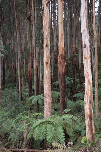 Mountain Ash (Eucalyptus regnans) trees 
