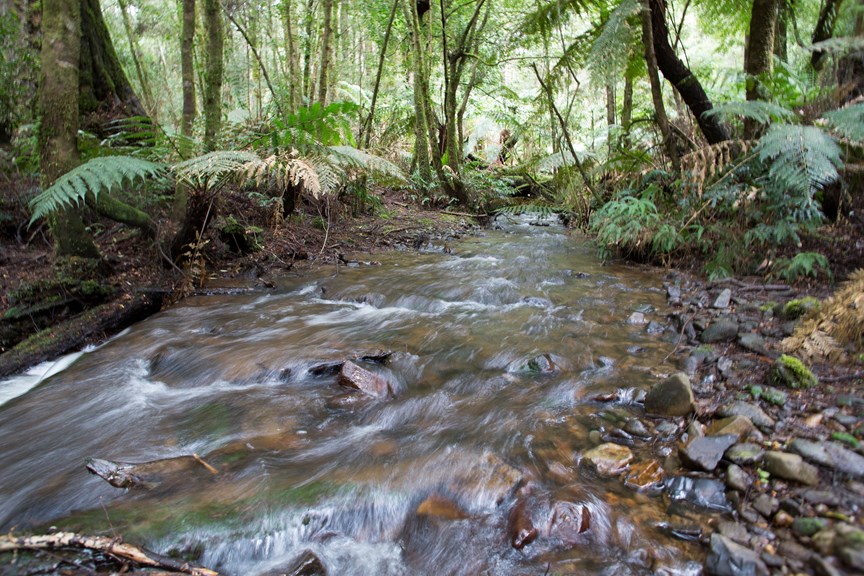 Murrundindi creek in Toolangi State Forest