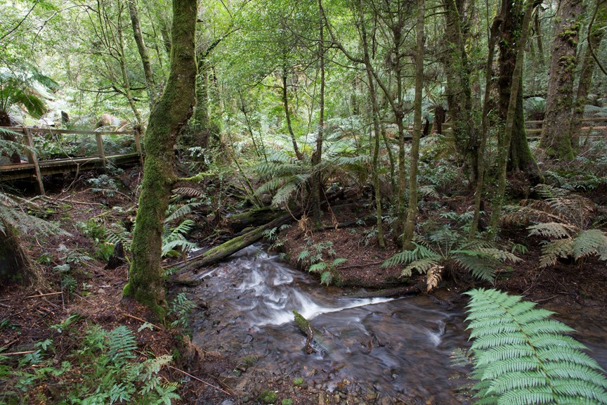 Creek and boardwalk  in Wirrawilla rainforest