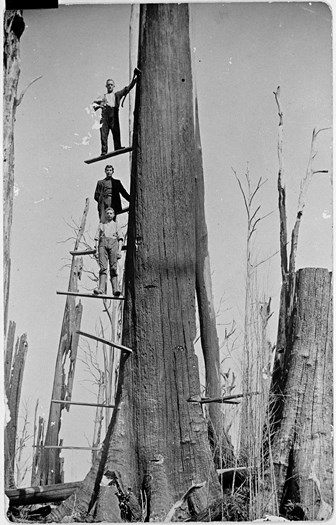 Three men standing on planks inserted into tall stump