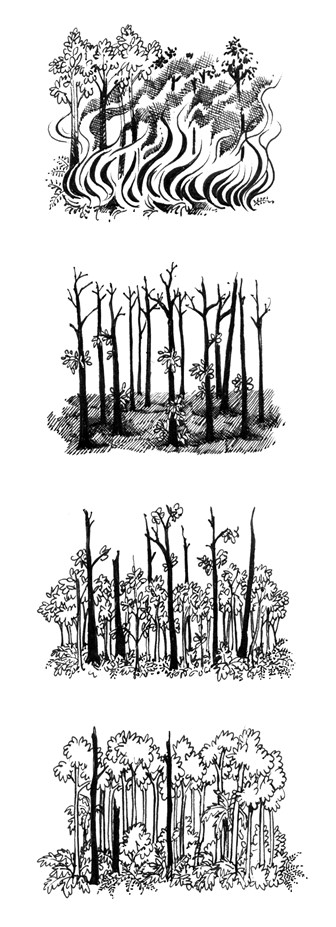 Illustration showing the impact of bushfire and the stages of forest regrowth. 