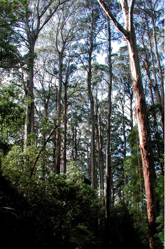 Eucalyptus regnans, Mountain Ash (spar stage), view in forest