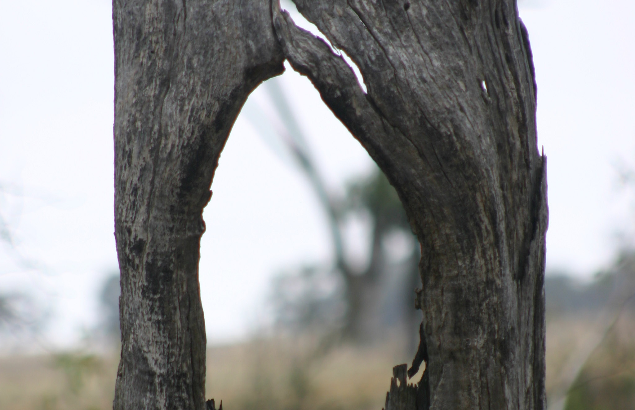 A tree trunk hollowed out, also known as a scar tree