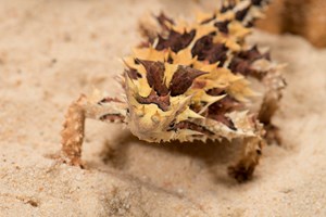 Close up shot of a Thorny Devil on sand