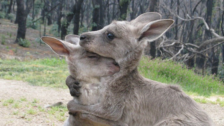 Two young kangaroos embracing