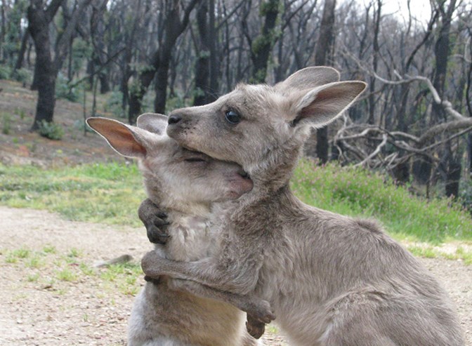 Two young kangaroos embracing