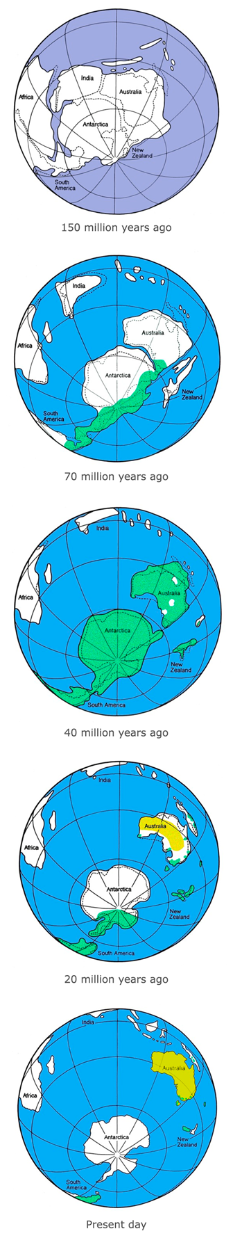 Illustration of Gondwana 150 million years ago to present day.