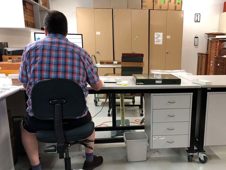 Museum scientist at work in a collection store