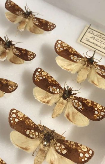 Moth specimens in a museum collection