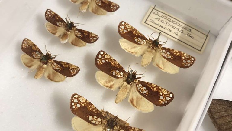 Moth specimens in a museum collection