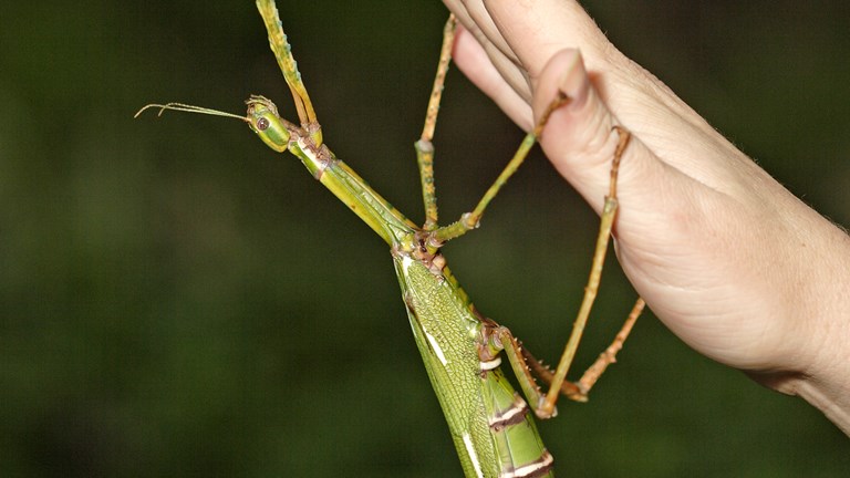 A green Goliath stick insect hanging from a human hand.