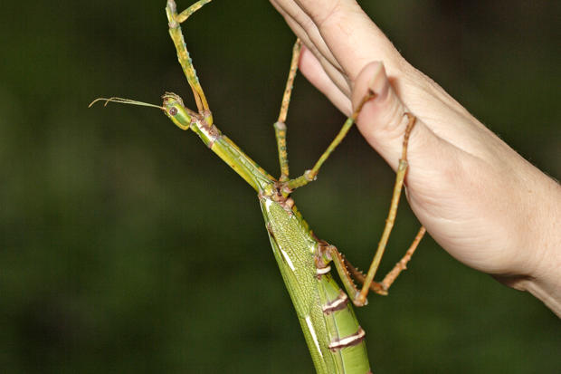 A green Goliath stick insect hanging from a human hand.