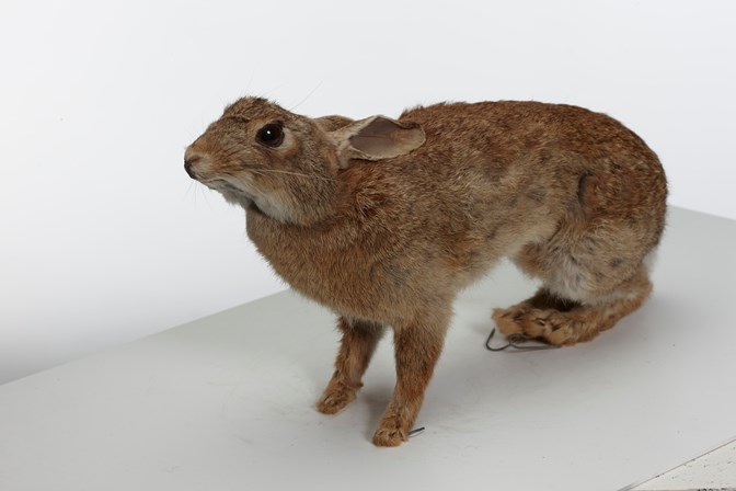 A Museum Victoria specimen of the European rabbit, Oryctolagus cuniculus.