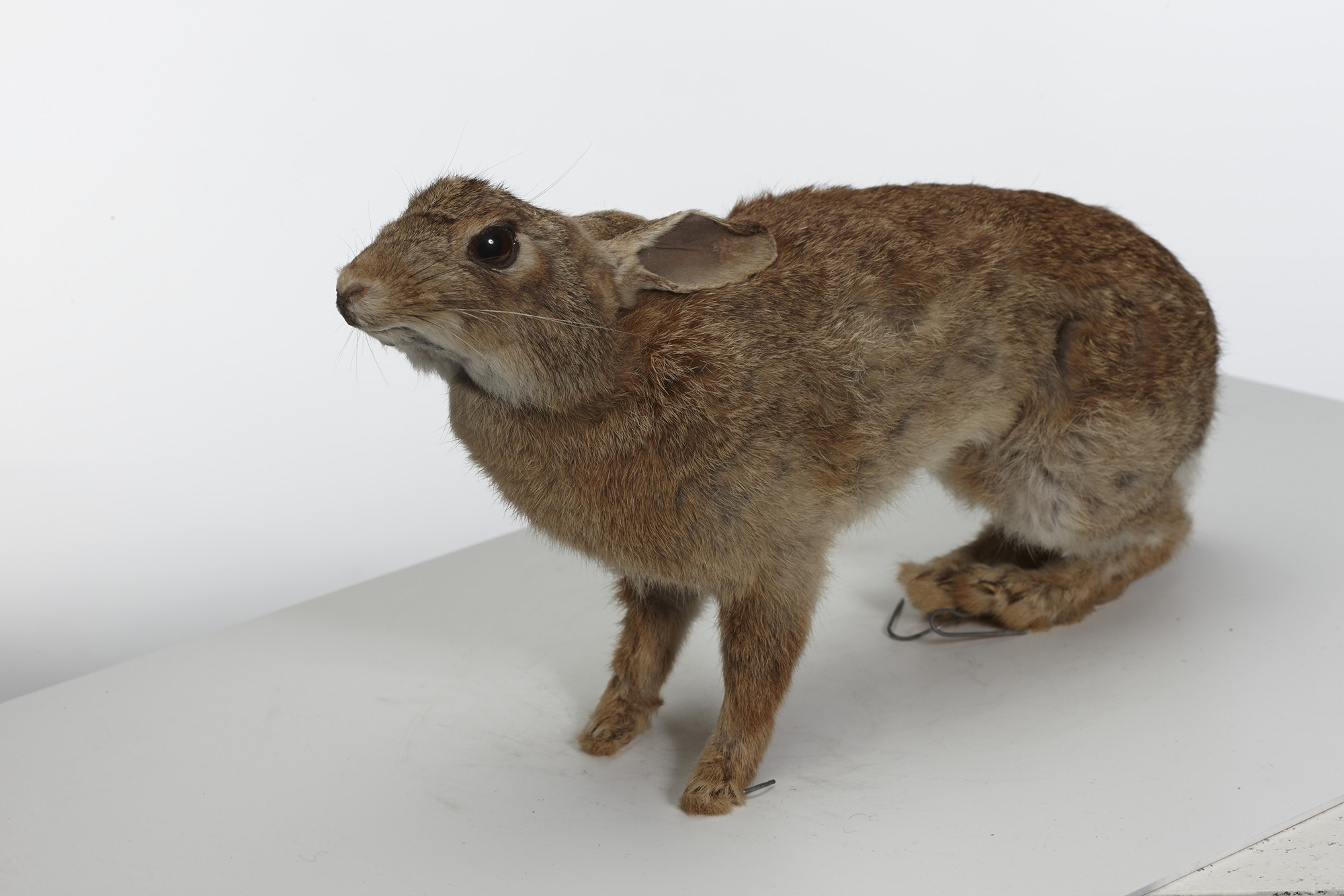 Study Reveals How Rabbits Evolved Genetic Resistance To Myxomatosis Study Reveals How Rabbits Evolved Genetic Resistance To Myxomatosis