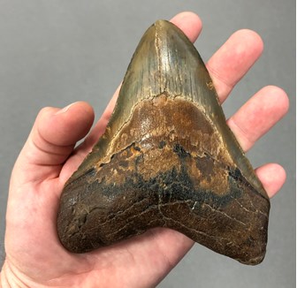 Bayside fossil shark tooth