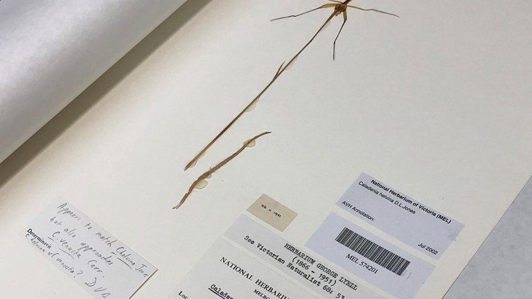 A pressed orchid specimen.