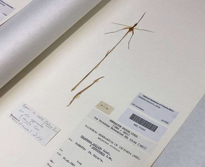 A pressed orchid specimen.