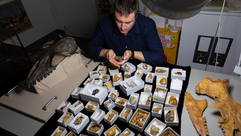 Dr Erich Fitzgerald, Senior Curator of Palaeontology at Museums Victoria, in the lab. Pictures with some of the many whale earbones (bullae) used in the study. 