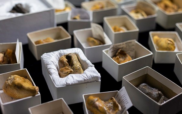 Fossilised baleen whale earbones (bullae) specimens from Museums Victoria's collection.