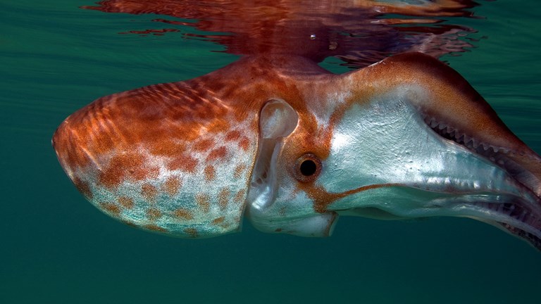 <em>Tremoctopus gracilis</em>, Indo-Pacific Violet Blanket Octopus