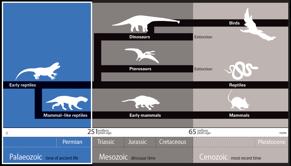 evolutionary timeline