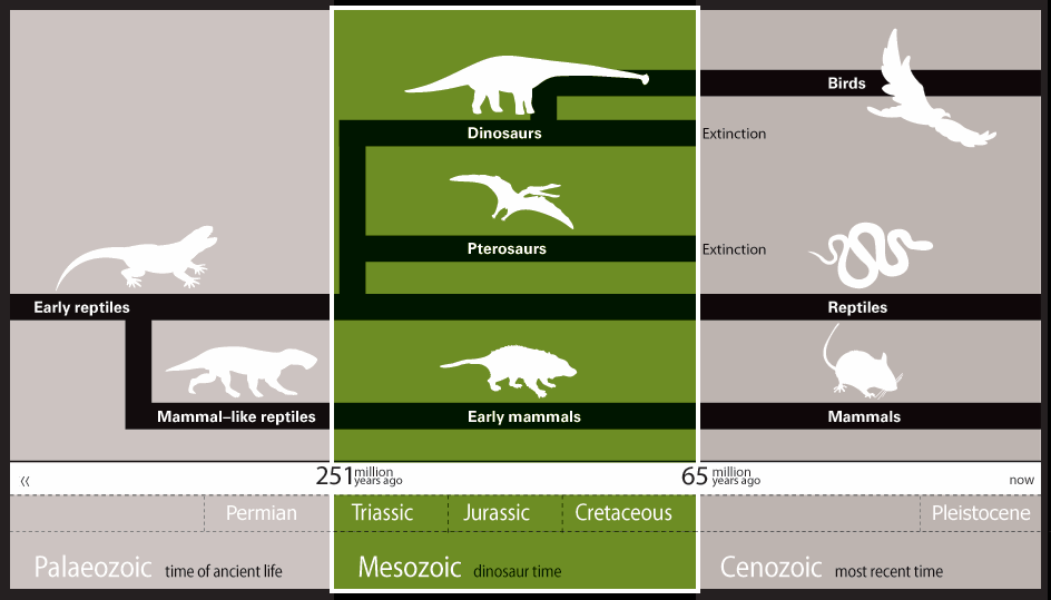 simple evolutionary diagram