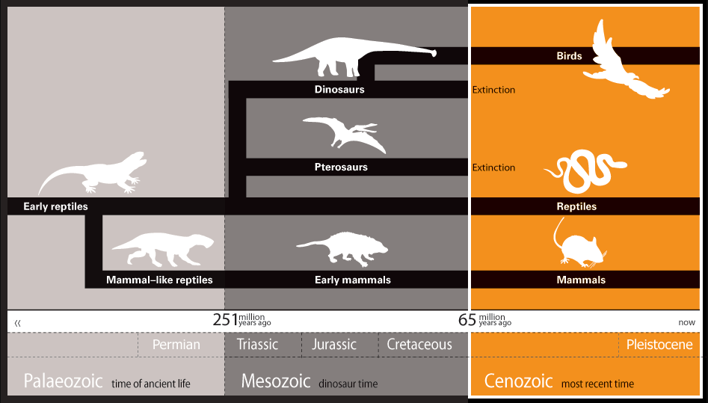 Simple Evolutionary Diagram
