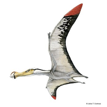 Illustration of a pterosaur