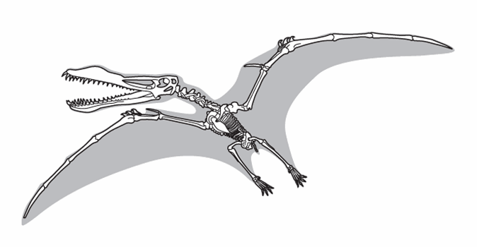 Line drawing of a pterosaur skeleton