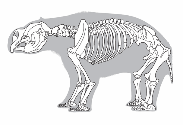 Line drawing of a megafauna skeleton