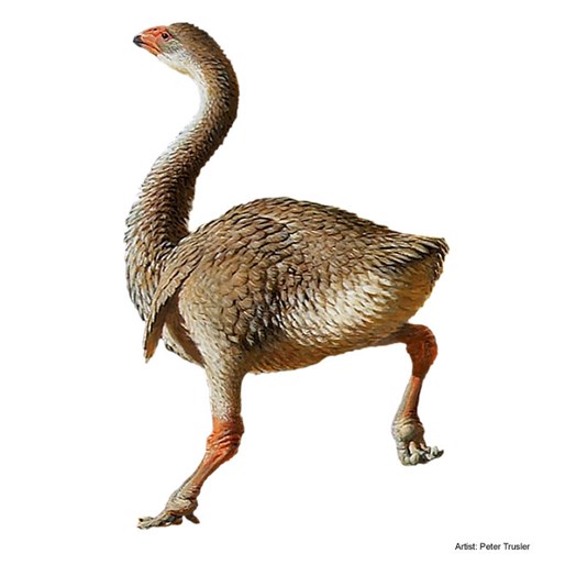 Illustration of a large flightless bird