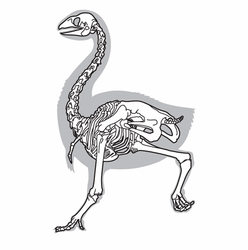 Line drawing of a megafauna skeleton