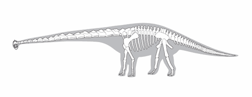 Line drawing of a dinosaur skeleton