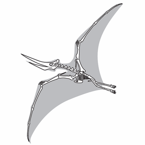 Line drawing of a pterosaurs skeleton