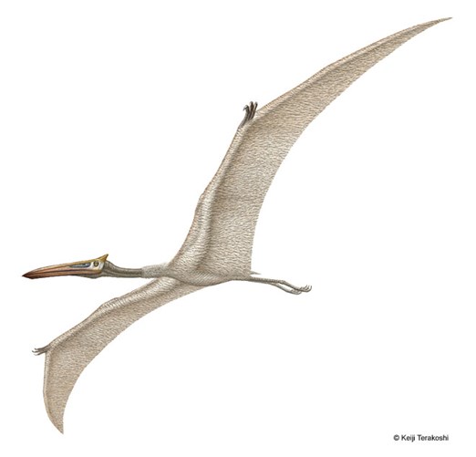 Illustration of a pterosaur