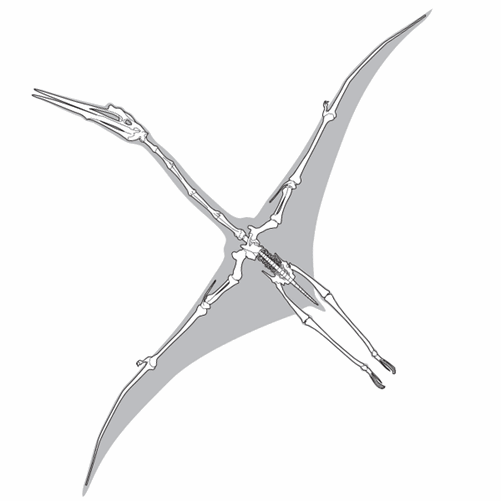 Line drawing of a pterosaur skeleton