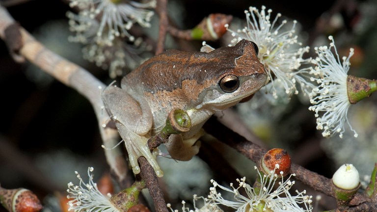 Small brown frog on a branch of a flowering gum