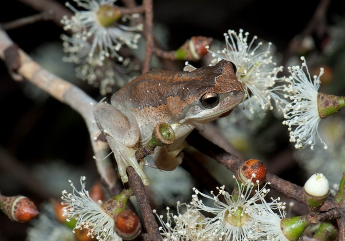 Small brown frog on a branch of a flowering gum