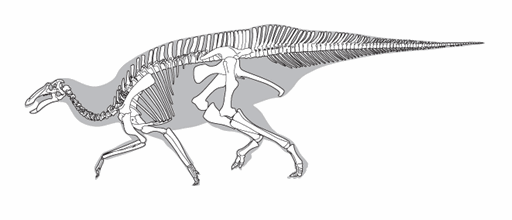 Line drawing of a dinosaur skeleton