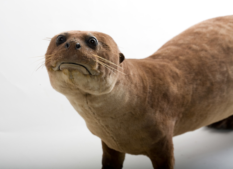 A taxidermed otter that seems to be frowning.