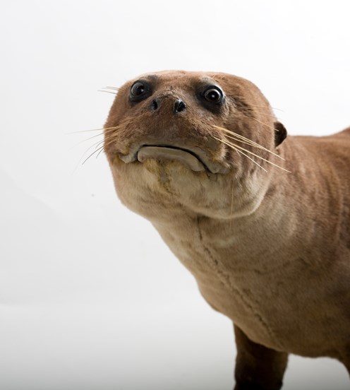 A taxidermed otter that seems to be frowning.