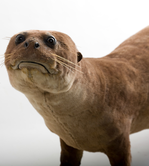 A taxidermed otter that seems to be frowning.