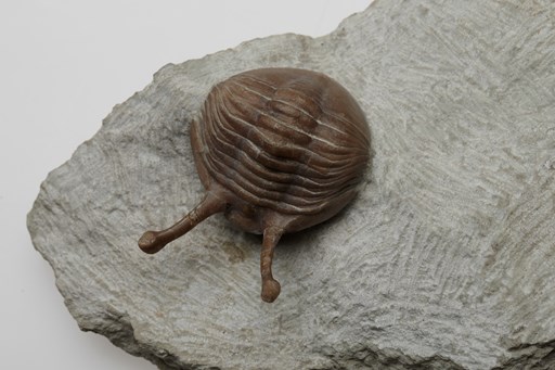 Fossil of a trilobite. The fossil is brown and the rock it has been extracted from is greyish