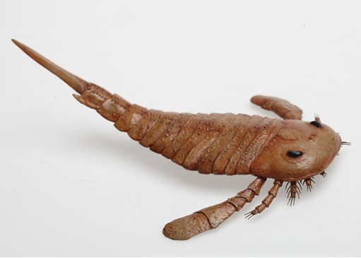 Eurypterus remipes model, an extinct sea scorpion from the late Silurian period