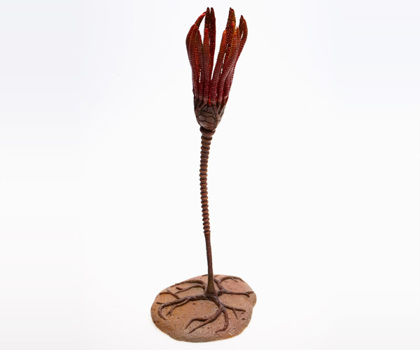 Model of the crinoid (sea lily), Periechocrinus moniliformis
