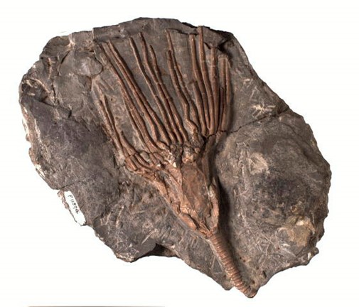 Crinoid fossil, Periechocrinus moniliformis